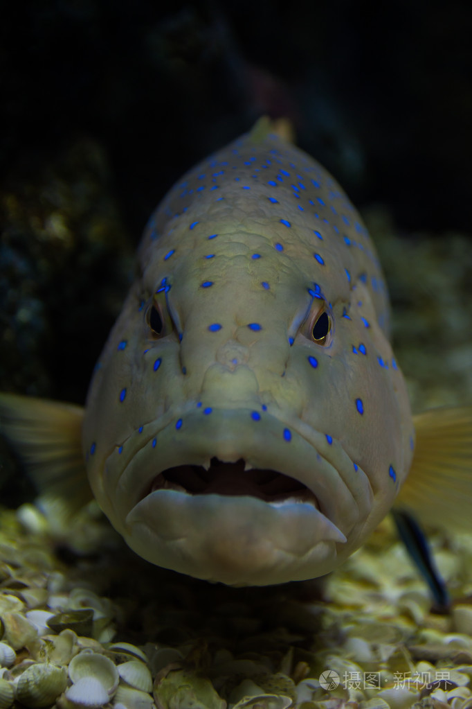 蓝斑在水族馆
