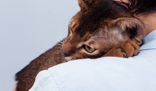 阿比西尼亚的品种的猫在肩膀图片