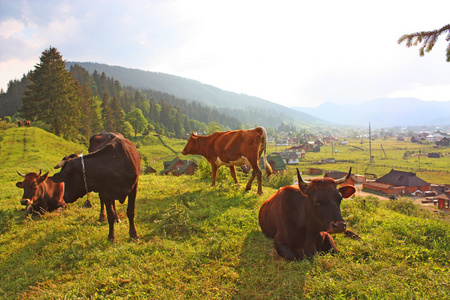 在 Verkhovyna 的草地上牛