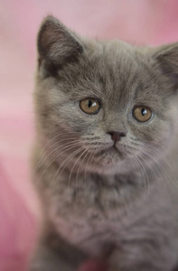 灰色蓬松可爱的小猫