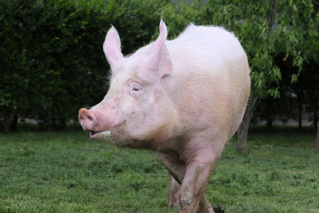对野猪一头美丽的幼猪的头部特写对绿色自然背景的母猪照片