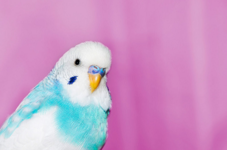 蓝壳模式小男孩带着可爱的宠物蓝鹦鹉在室内的笼子里蓝金金刚鹦鹉在