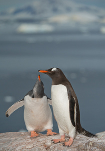 Gentoo 喂养小企鹅