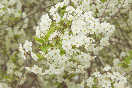 白樱桃花开花