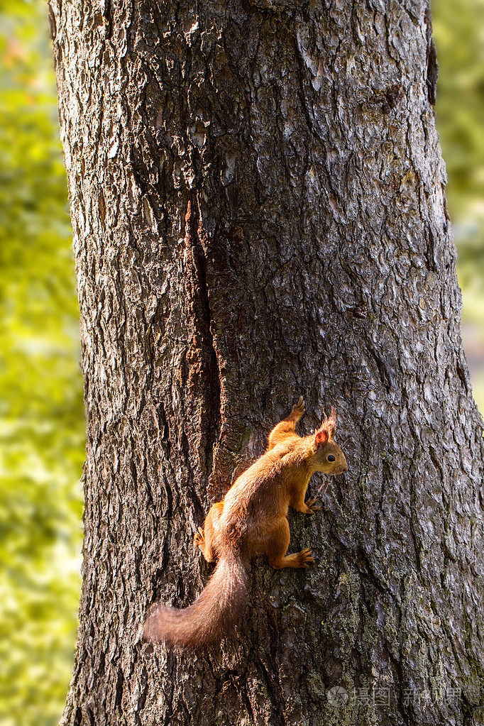 松鼠在公园的一棵树上