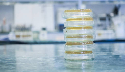 在实验室的桌面上的培养皿。培养皿中细菌培养基的分析。一碗的 petri 在一旁