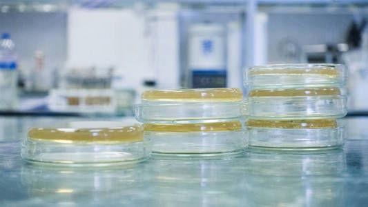 培养皿中细菌培养基的分析.一碗的 petri 在一旁照片