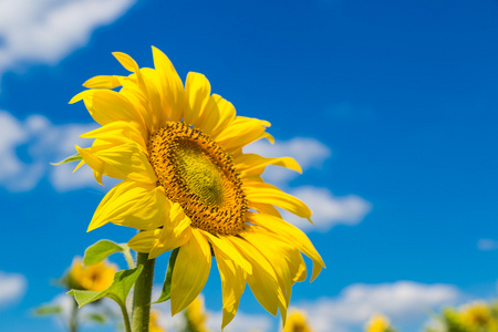 乌克兰葵花太阳花场的乌克兰照片