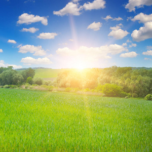 绿色的田野, 蓝天白云。地平线上方是一个明亮的日出。农业景观