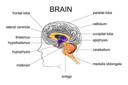 人类的大脑的解剖