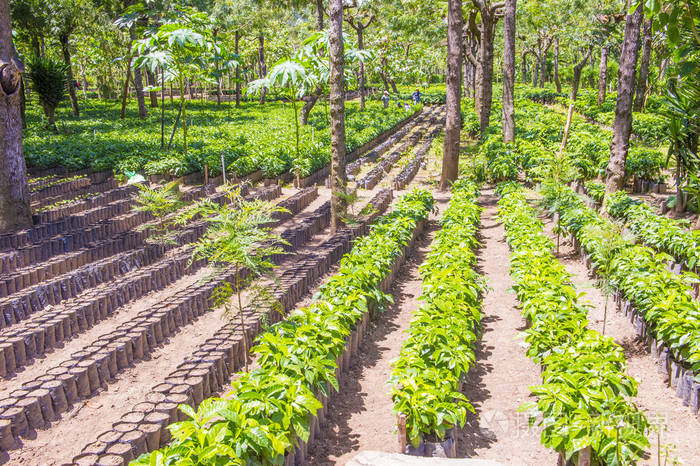 危地马拉咖啡种植园