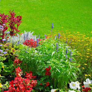 夏花床和绿色草坪。多色紫罗兰的花卉图案
