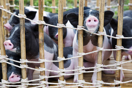 黑白猪黑白小猪鼻照片