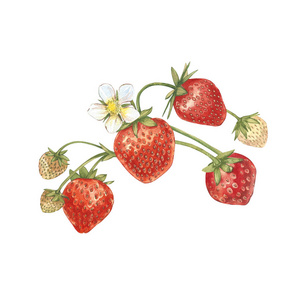 草莓叶, 花和成熟的浆果。草莓灌木的鲜艳成分。手绘水彩画插图