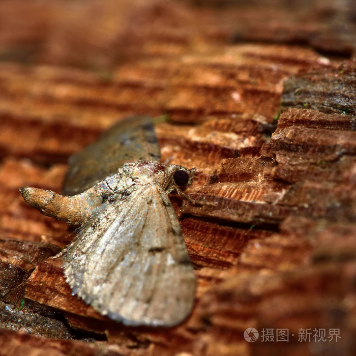 三斑飞蛾三斑飞蛾