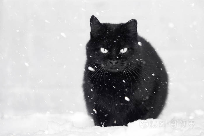 黑猫雪, 下雪