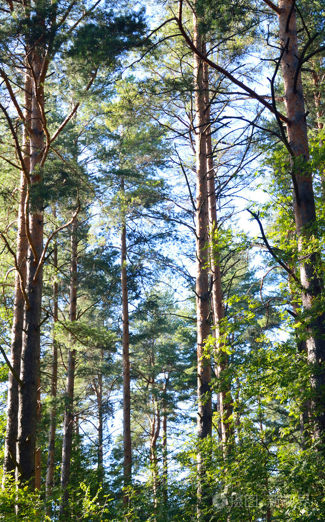 在夏天的松树林