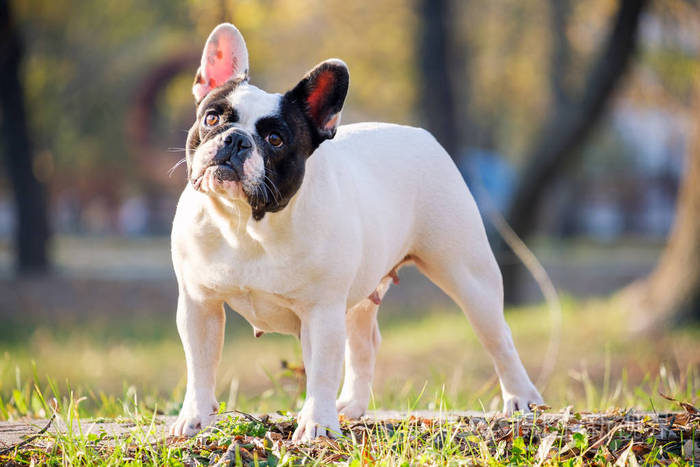 可爱的法国斗牛犬