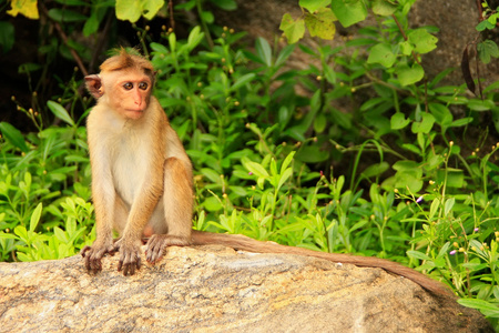 转矩猕猴坐在一块岩石上在斯里兰卡丹布拉石窟寺