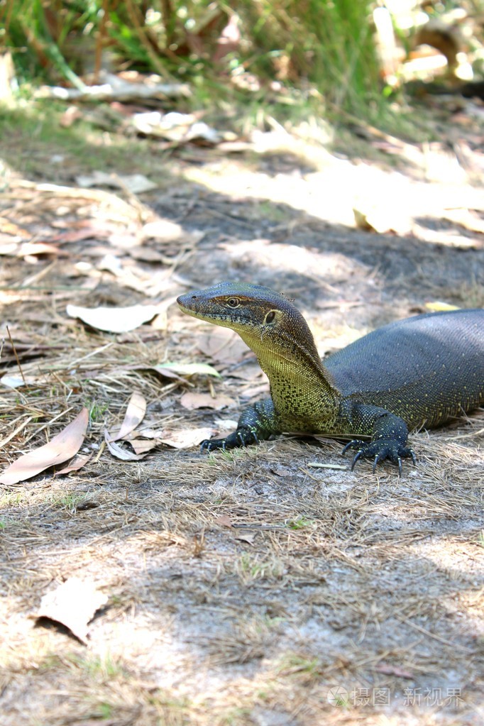 澳大利亚的巨蜥