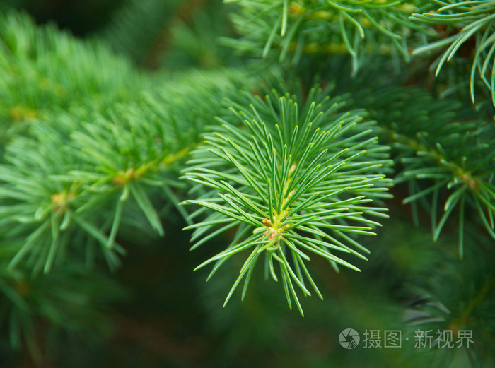 绿枞树或松树树枝