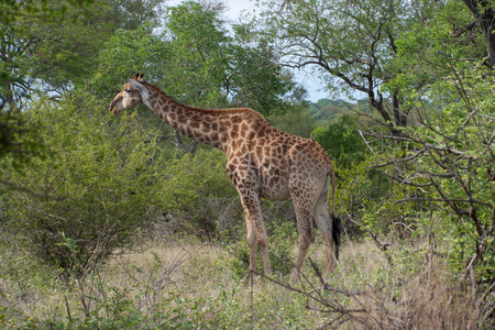 克鲁格国家公园, 加, 南非