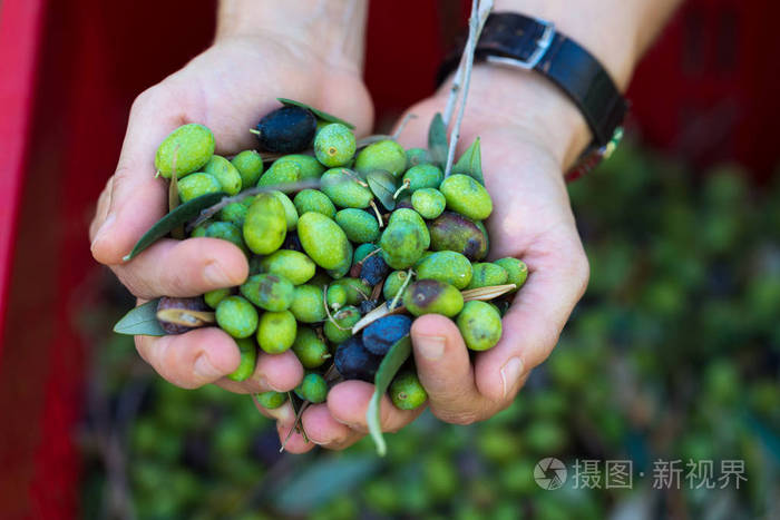 少数几个橄榄,taggiasca 或 cailletier,品种种植主要在法国南部尼斯