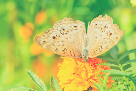 美丽的蝴蝶，坐在一朵花 老式的滤镜效果