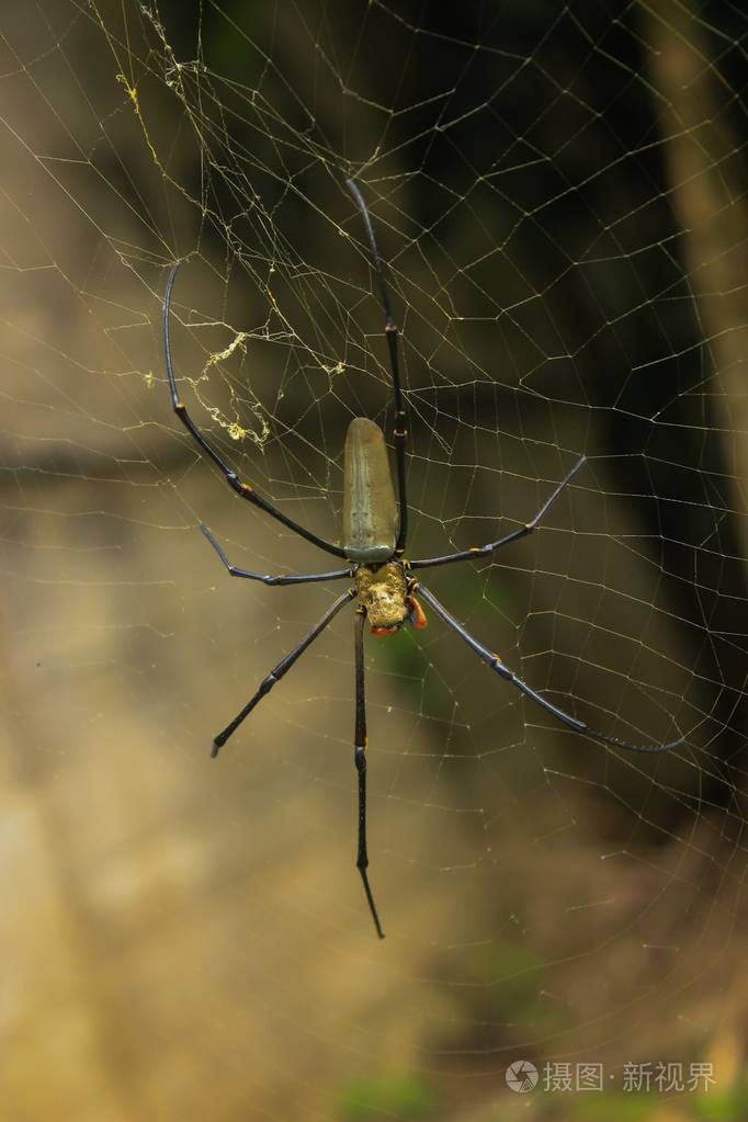 在web中的大蜘蛛
