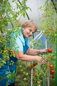 温室番茄高级退休妇女工作