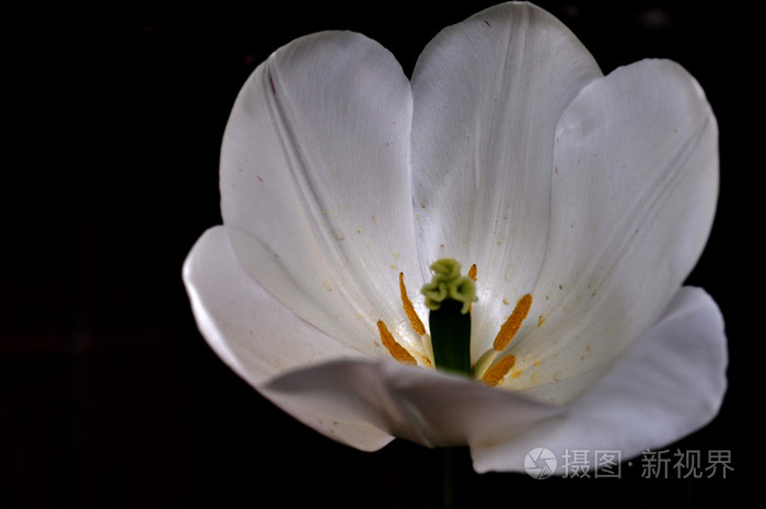 白色郁金香花萼