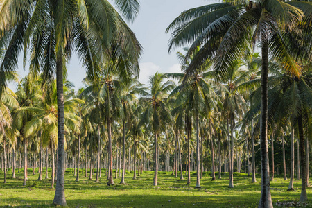 椰子棕榈树种植园圣埃斯皮里 瓦努阿图