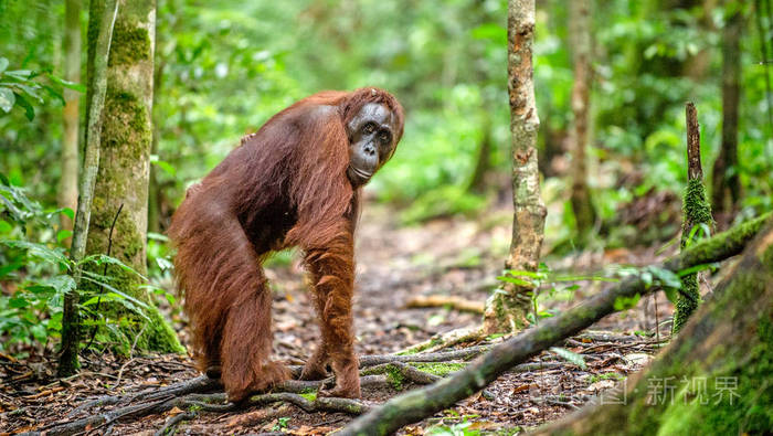 野生大自然中的婆罗洲猩猩。中央婆罗洲猩猩 猩猩波罗门 wurmbii 在自然栖息地。婆罗洲的热带雨林. 印度尼西亚