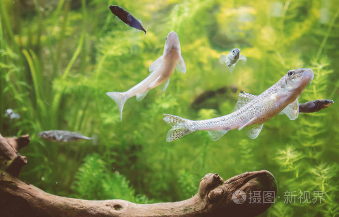 与植物和鱼类淡水绿色水族馆