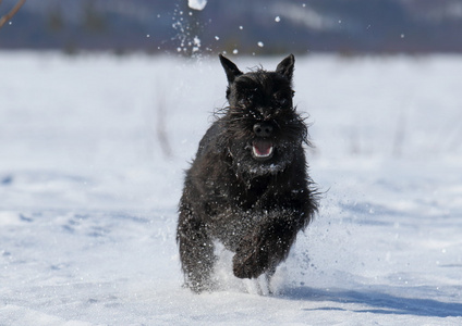 黑毛茸茸的狗在雪地上奔跑。
