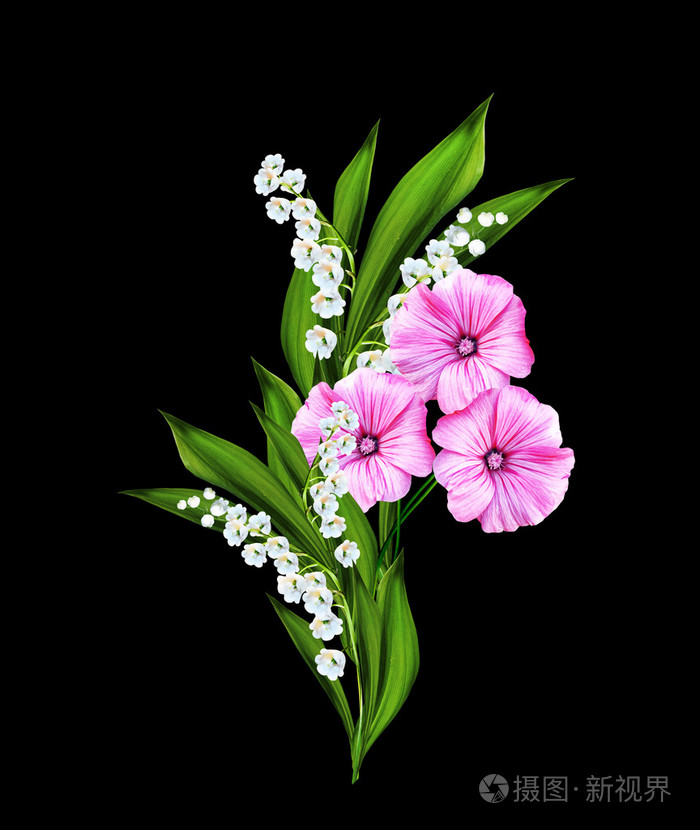 孤立在黑色背景上的矮牵牛花