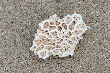 在沙滩上的死珊瑚照片