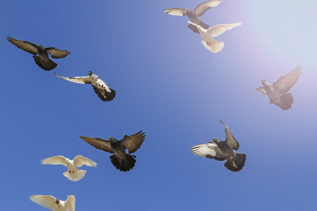 邮政的鸽子飞翔在蓝色的天空和阳光明媚的热点