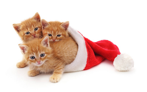 三红色小猫在帽子圣诞老人