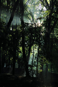 在波兰萨诺克镇的亚当 Mickevich 命名的公园夏季雨后, 太阳光线穿过树木