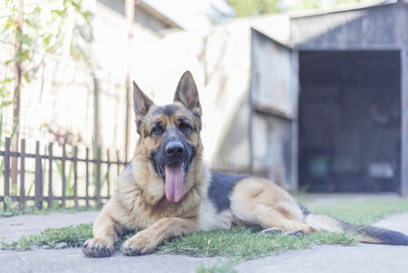 德国牧羊犬