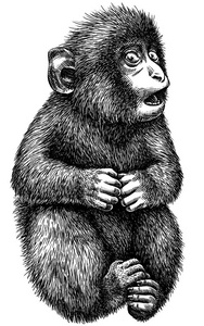 猴矢量插图黑白雕刻孤立猴插图洪堡特的绒毛猴或共同具绵状毛的猴子