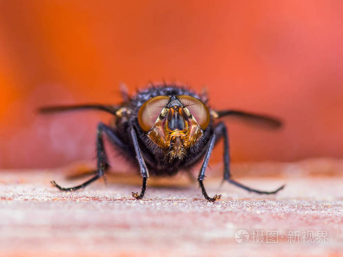 双翅目肉蝇虫红色背景上