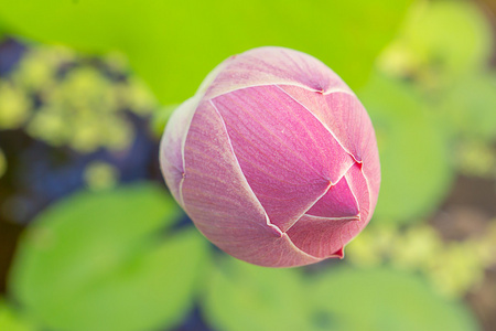 虾在芭蕉叶上