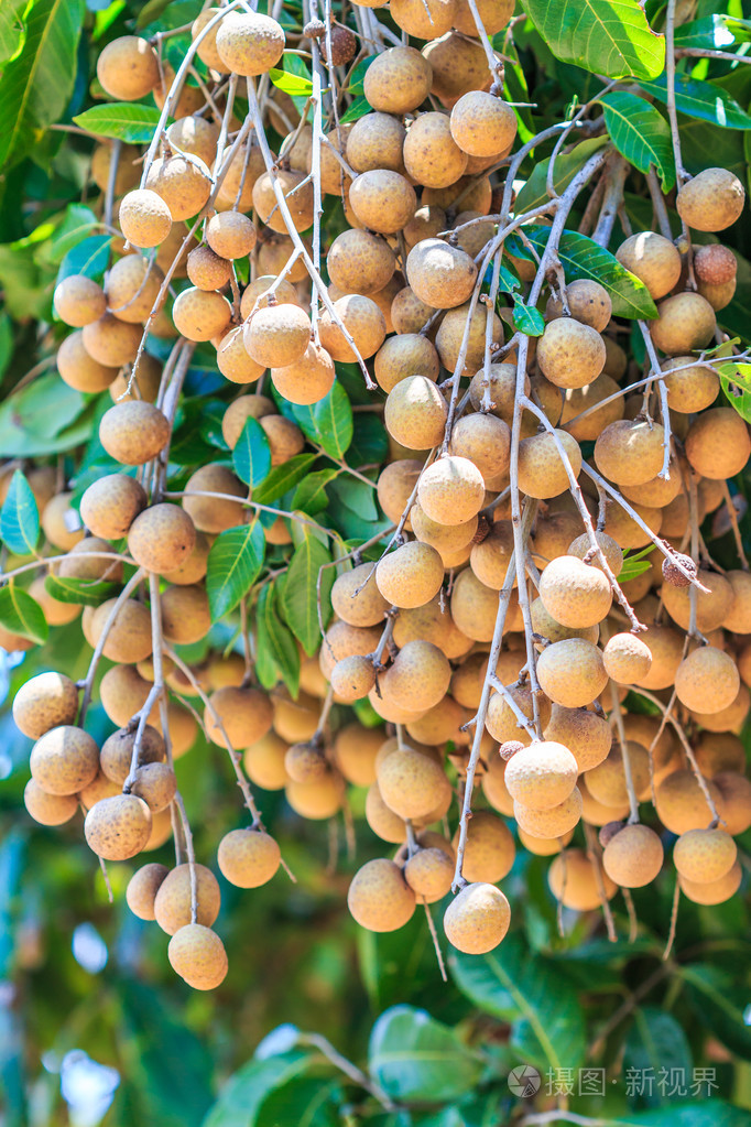热带的龙眼果实