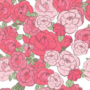 在白色背景上的粉红玫瑰