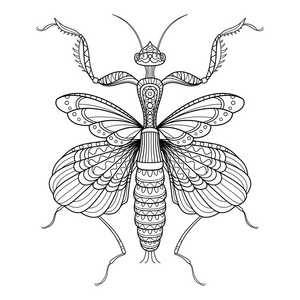 可爱的螳螂图片