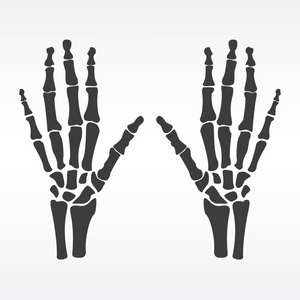 人类的手骨头照片