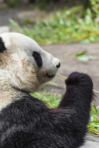 饿大熊猫吃竹子图片
