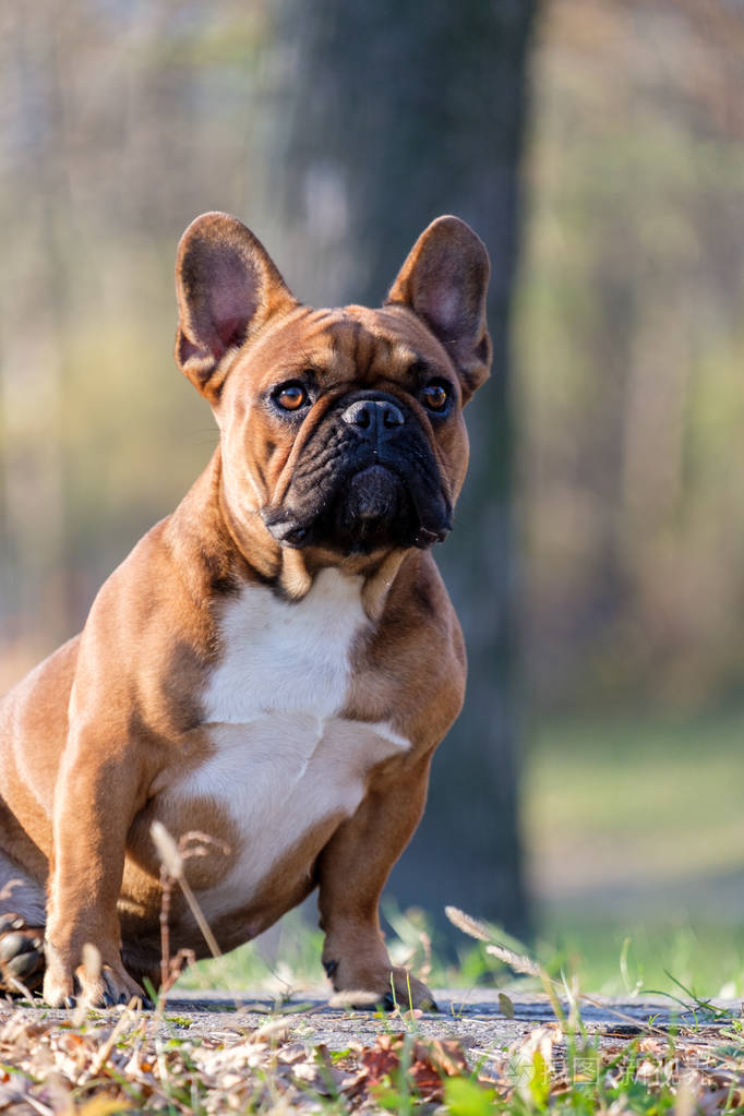 可爱的法国斗牛犬